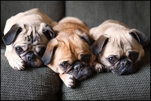 pugs are the best 10 reasons why pugs are the best pugs are the best 10 reasons why pugs are the best
