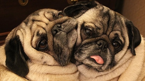 why pugs are 10 reasons why pugs are the best page 4 of 5 why pugs are 10 reasons why pugs are the best page 4 of 5