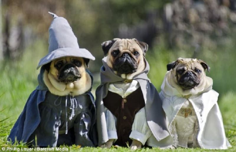 why pugs are trending topics top 10 lists news and lolwot why pugs are trending topics top 10 lists news and lolwot