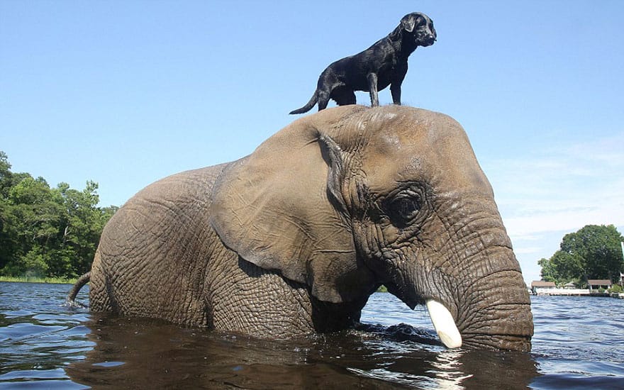 Ten Adorable and Unique Animal Friendships
