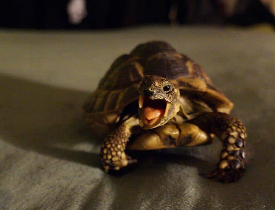 15 Reasons Why Reptiles Make Great Pets - Page 6 of 7