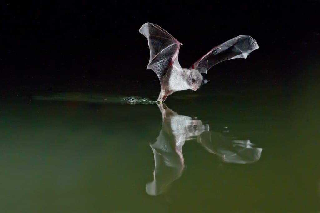 10 Amazing Facts You Didn't Know About Bats