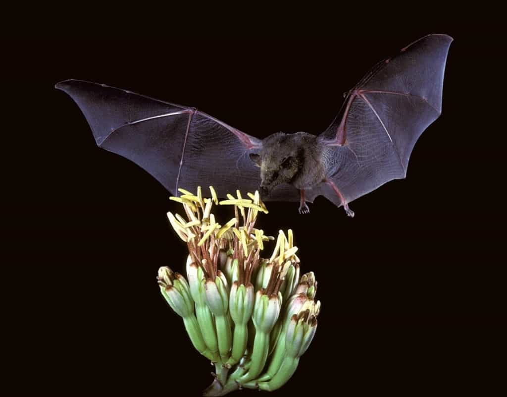 10 Amazing Facts You Didn't Know About Bats
