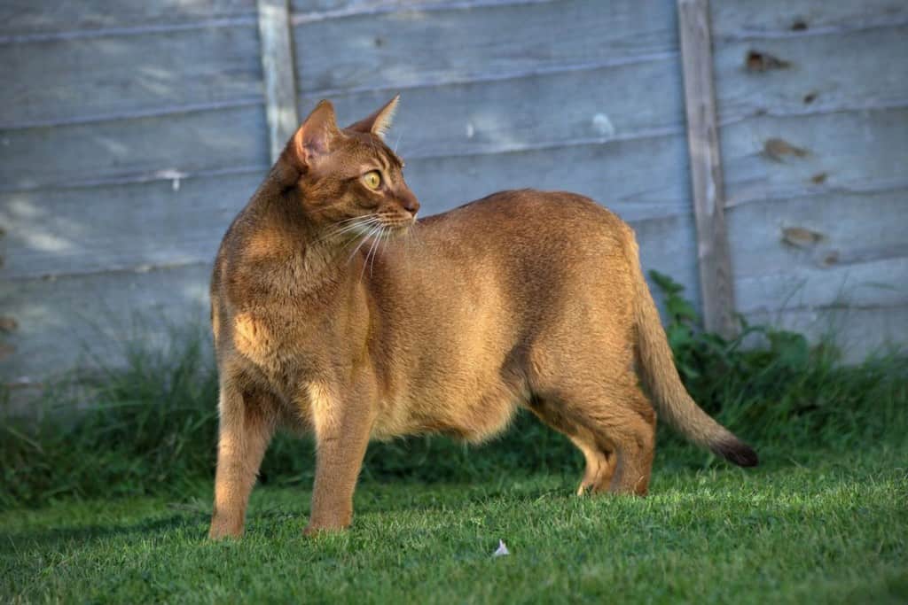 Different Breeds Of Exotic Cats Different Breeds Of Exotic Cats