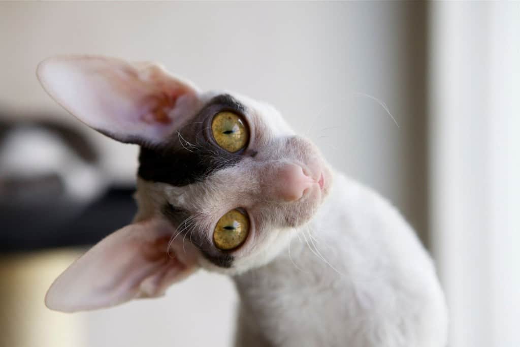 18 Exotic Breeds Of House Cat - Page 3 of 9