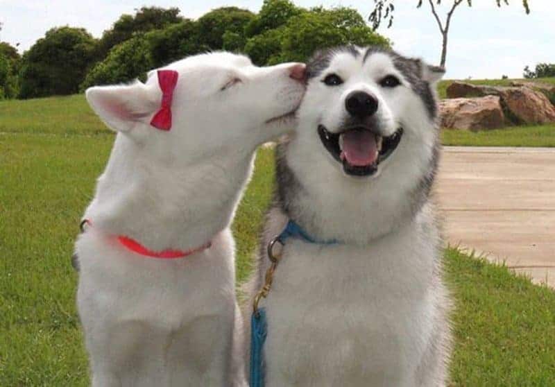 20 Adorable Photos Of Dogs Being Best Friends