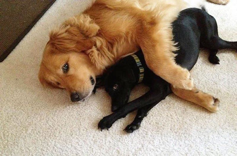 20 Adorable Photos Of Dogs Being Best Friends