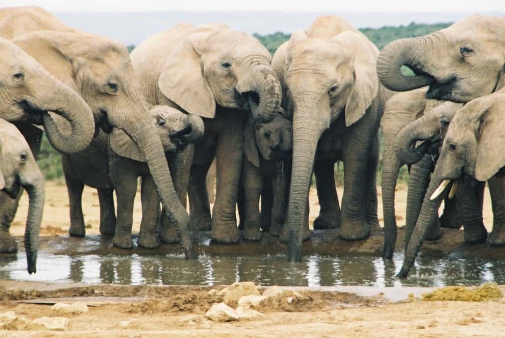 20 Amazing Facts About The Majestic Elephant