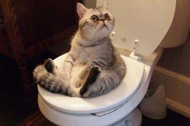 20 Cats That Need To Stop Drinking Alcohol