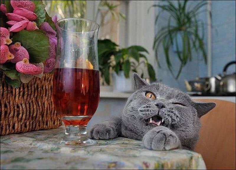 20 Cats That Need To Stop Drinking Alcohol
