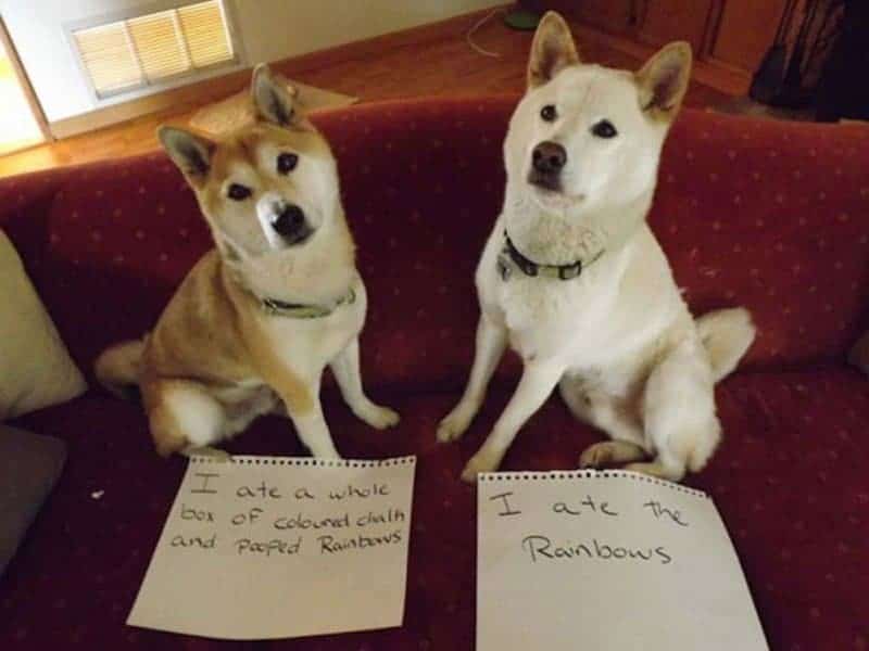 Dog Humps Cat And Cat Likes It Dog Humps Cat And Cat Likes It
