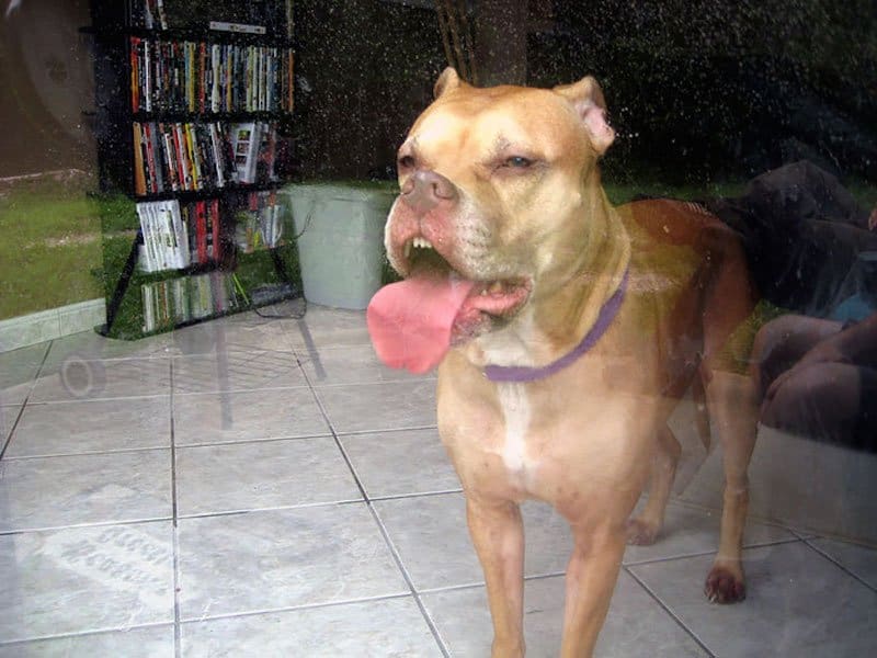 20 Perfectly Timed Photos Of Animals Licking Windows Page 3 of 10