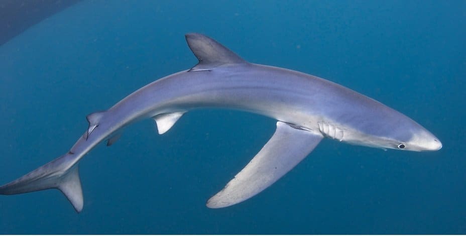 15 Interesting Facts About Sharks You May Not Know - Page 2 of 5