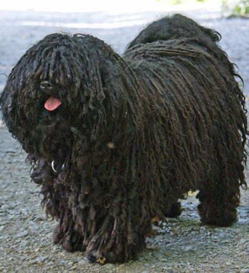 15 Strange And Unusual Dog Breeds
