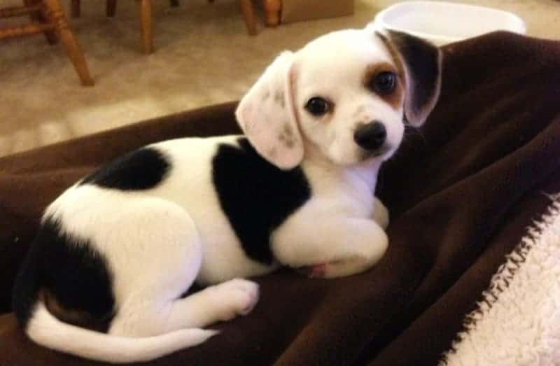 16 Designer Dog Breeds That Will Melt Your Heart