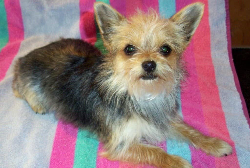 16 Designer Dog Breeds That Will Melt Your Heart Page 2 of 5