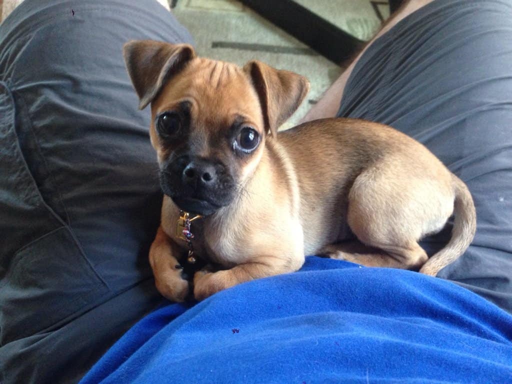 16 Designer Dog Breeds That Will Melt Your Heart Page 3 of 5