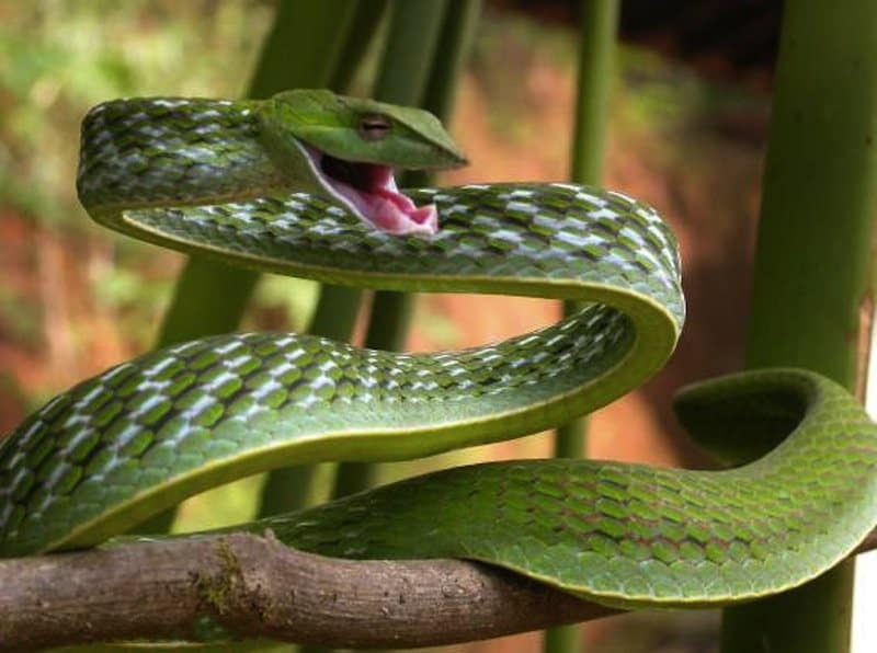 20 Bizarre Snakes That Will Creep You Out