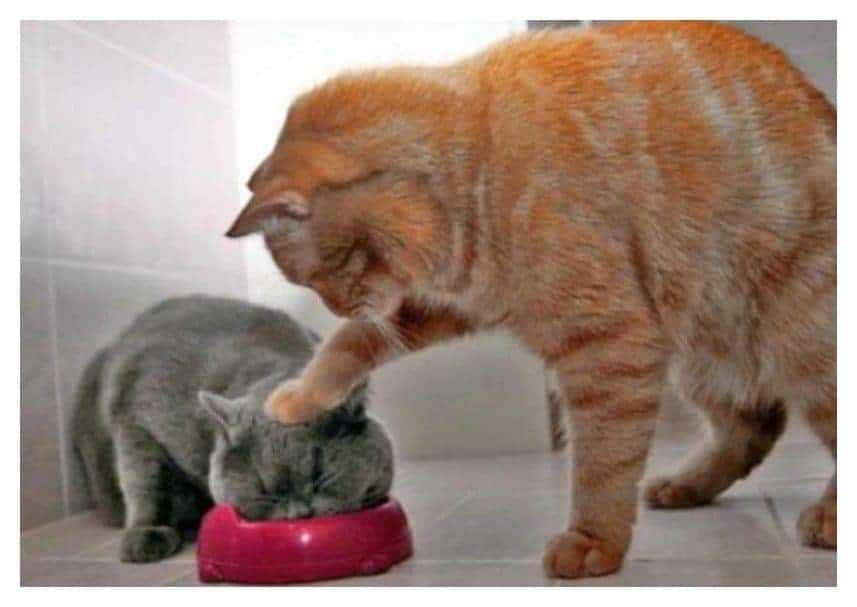 20 Photos Of Animals Being Jerks Page 4 of 5