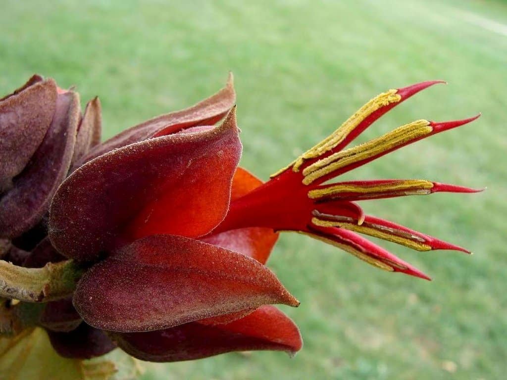 15 Most Bizarre Flowers From Around The World Page 5 of 5