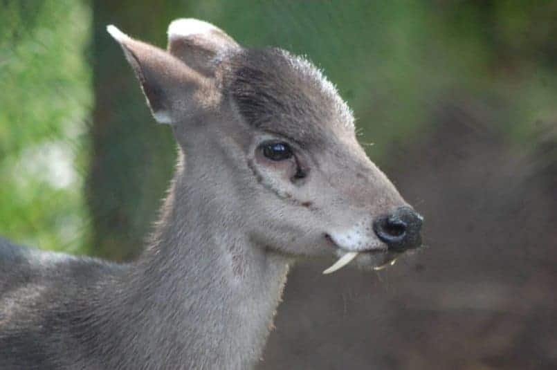 15 Of The Weirdest Animals In The World Page 2 of 5