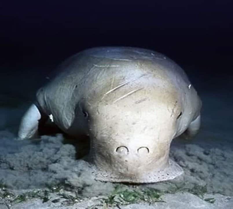 15 Of The Weirdest Animals In The World - Page 3 of 5