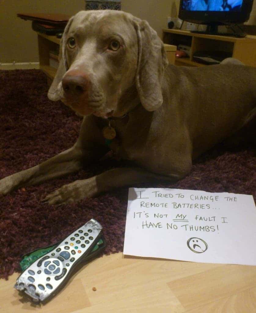 20 Hilarious And Adorable Pet Shaming Photos Page 2 of 5