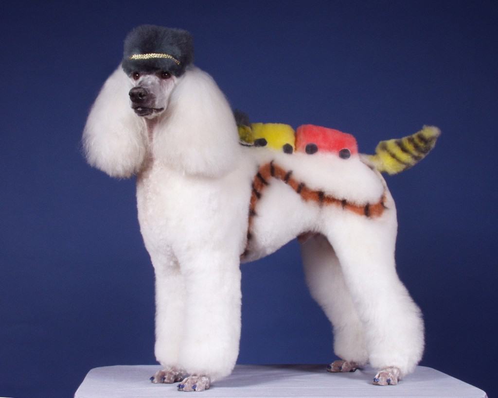 dog grooming