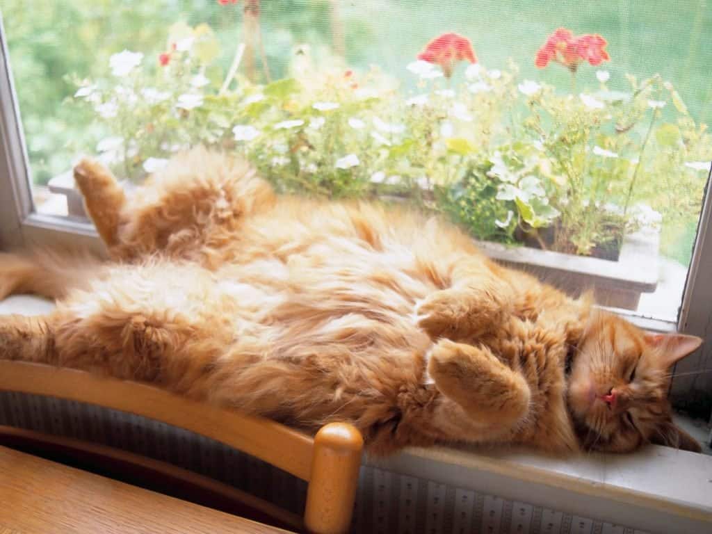 20 Lazy Cats That Will Make You LOL