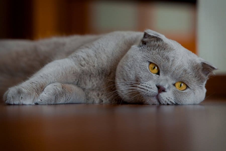 20 Lazy Cats That Will Make You LOL