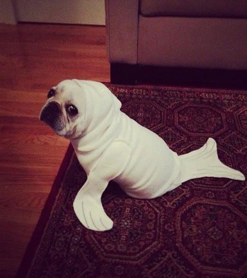 20 Of The Best Dog Costumes You Will Ever See