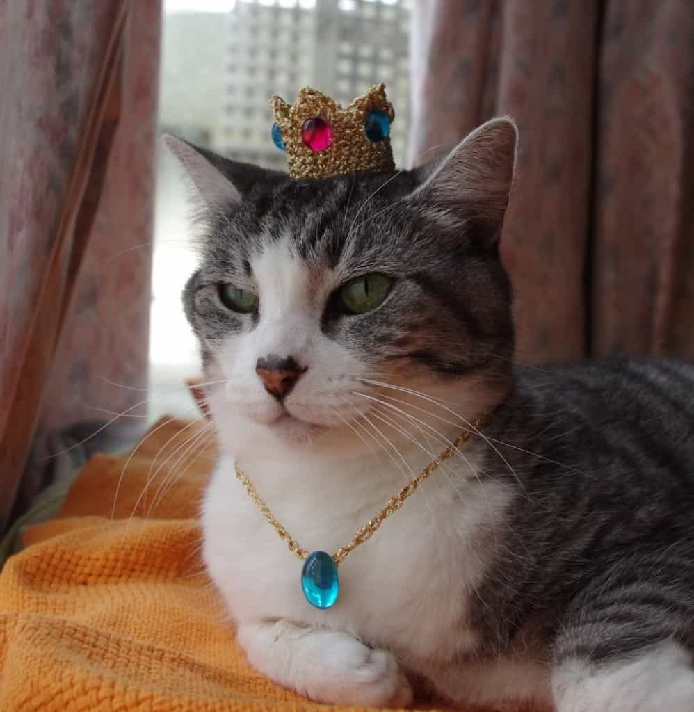 get popnplay for cats