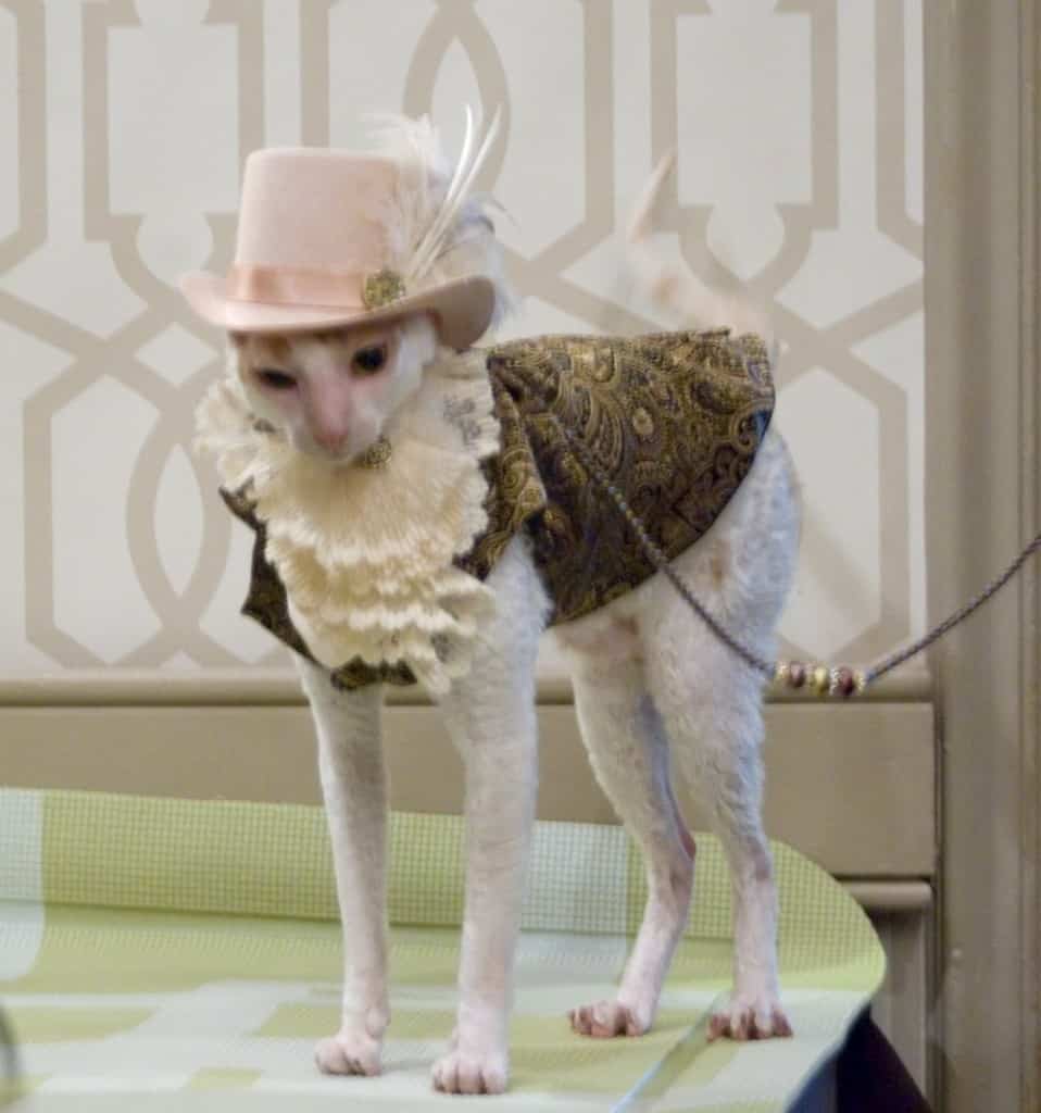 20 Of The Funniest Cats In Costumes Page 4 of 5