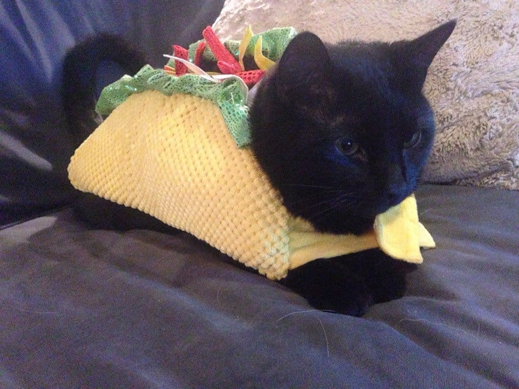 20 Of The Funniest Cats In Costumes