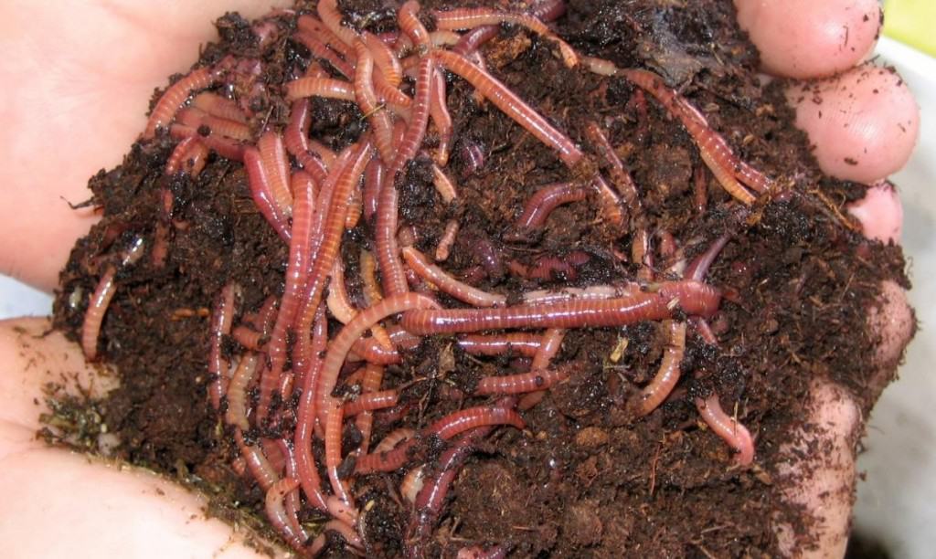 20 Of The Most Bizarre Jobs People Have Around The World