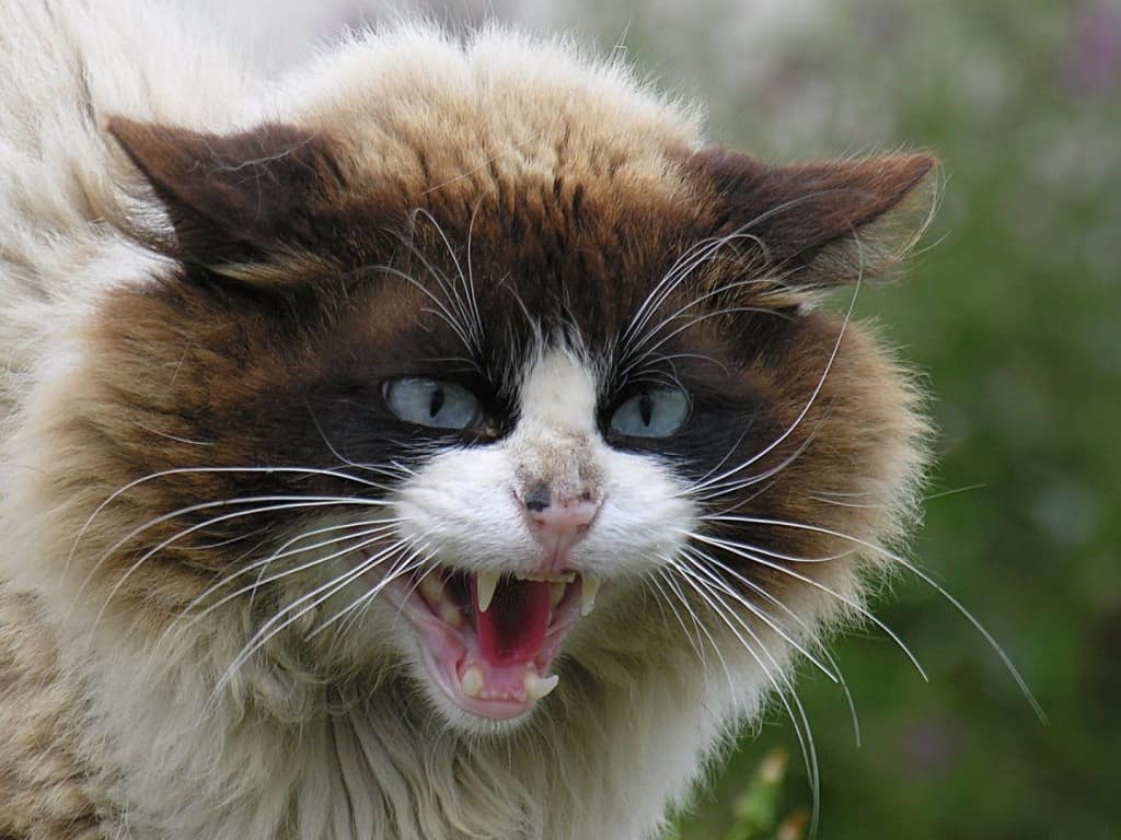 20 Of The Most Evil Cats You'll Ever See Page 3 of 5