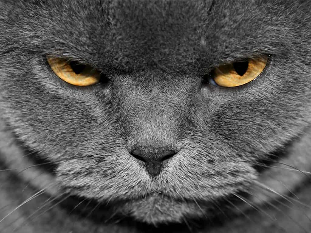 20 Of The Most Evil Cats You'll Ever See