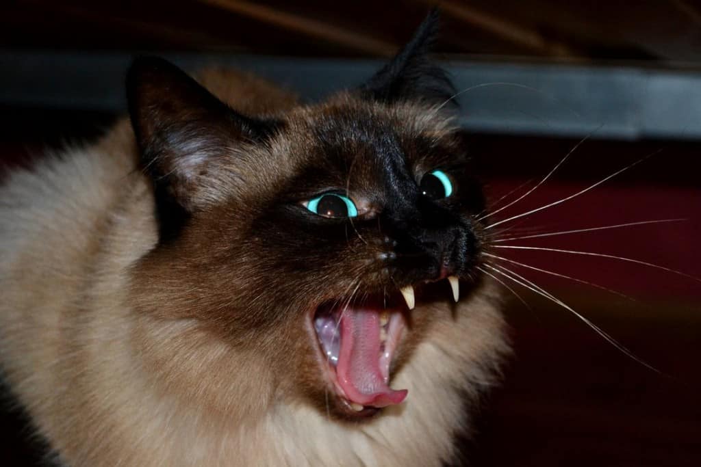 20 Of The Most Evil Cats You'll Ever See Page 4 of 5
