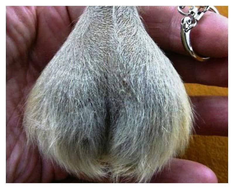 Things That Bring Good Luck 10 creepy things you can buy online - page 4 of 4 Things That Bring Good Luck 10 creepy things you can buy online - page 4 of 4