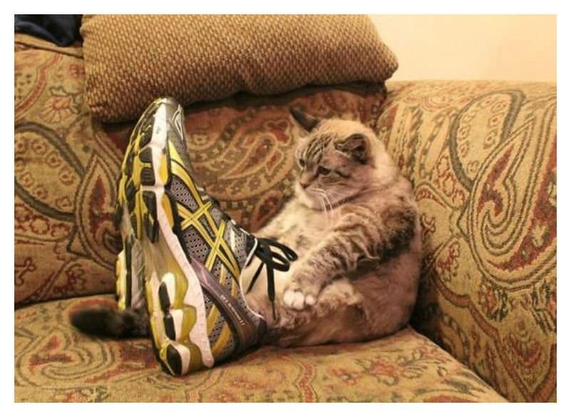 cat in sneakers