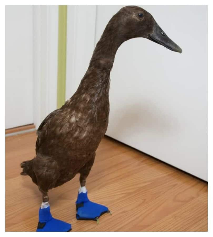 Ducks Wearing Shoes Ducks Wearing Shoes