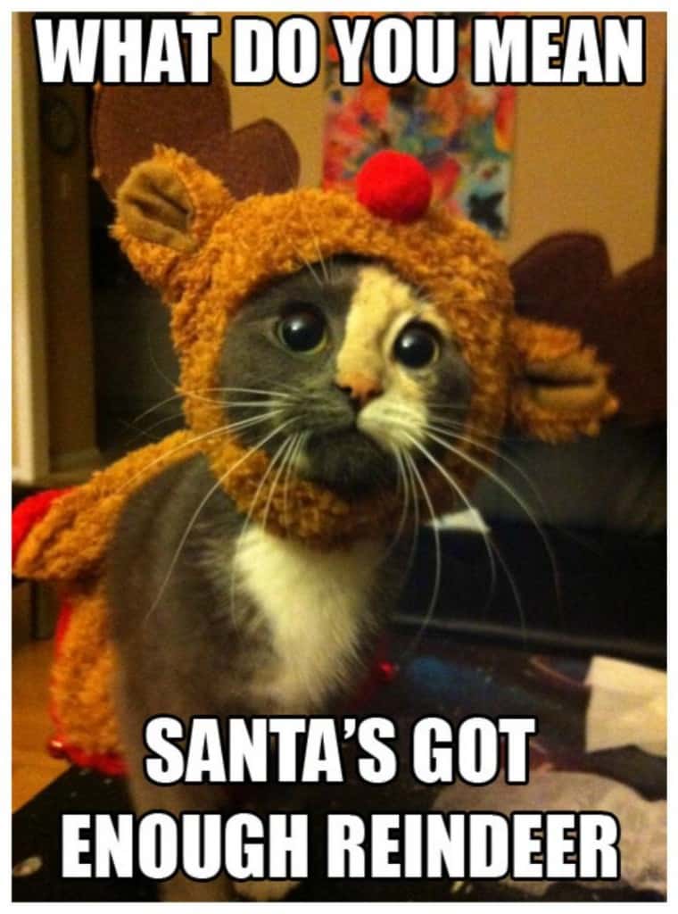 20 Hilarious Animal Memes That Will Make You Lol - Page 4 of 5