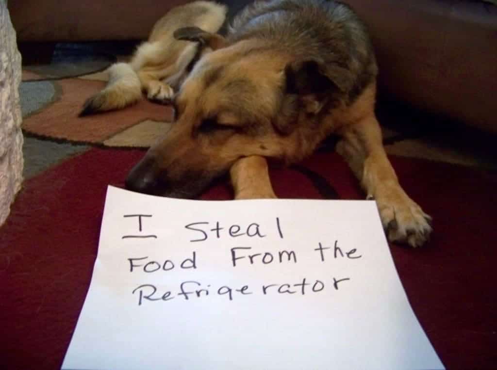 20 Of The Most Hilarious Dog Shaming Signs - Page 4 of 5