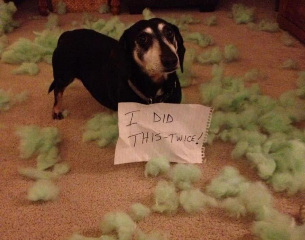 20 Of The Most Hilarious Dog Shaming Signs