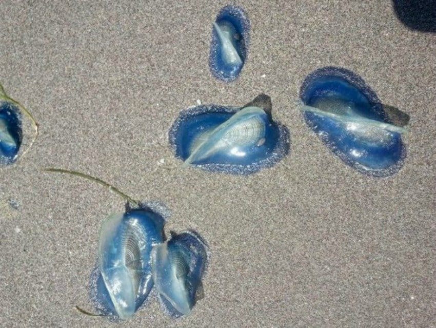 20 Strangest Things To Wash Ashore On Beaches