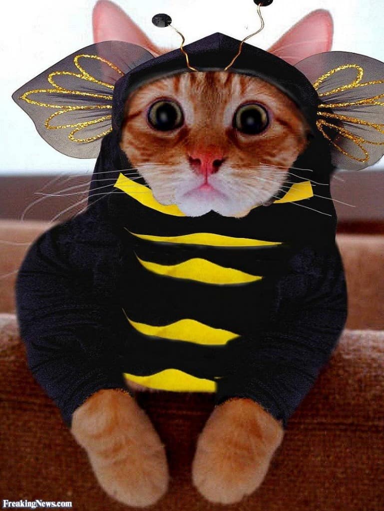 10 Adorable Cats In Costumes That Will Brighten Up Your Day