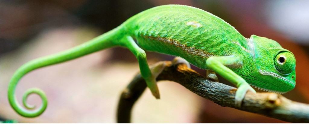 20 amazing and interesting facts about animals you may not know 3