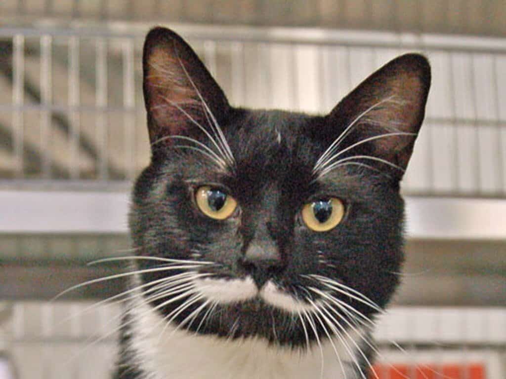 with eyebrows 20 cutest dogs and cats with eyebrows beards or mustaches page 5 of 5 with eyebrows 20 cutest dogs and cats with eyebrows beards or mustaches page 5 of 5