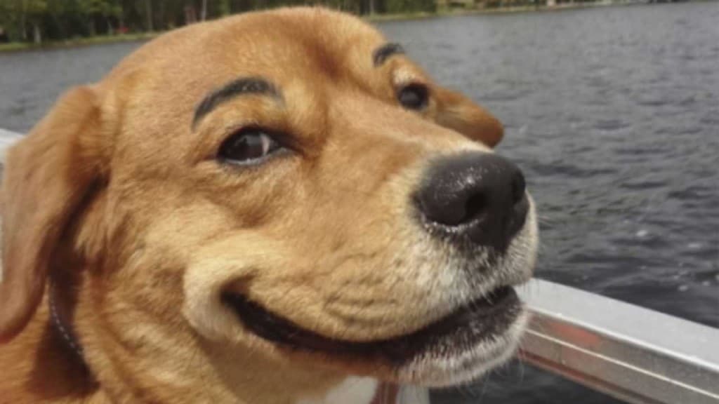 20 Cutest Dogs And Cats With Eyebrows, Beards, Or Mustaches