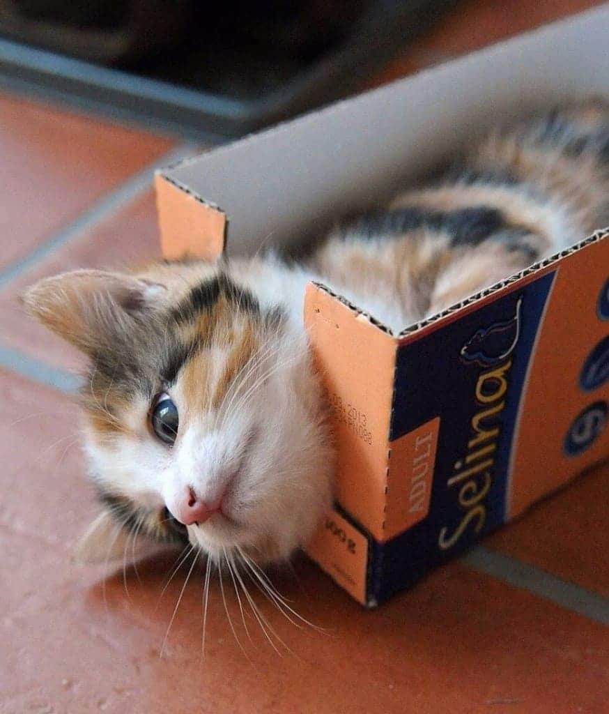 20 Of The Funniest Pictures Of Cats In Boxes